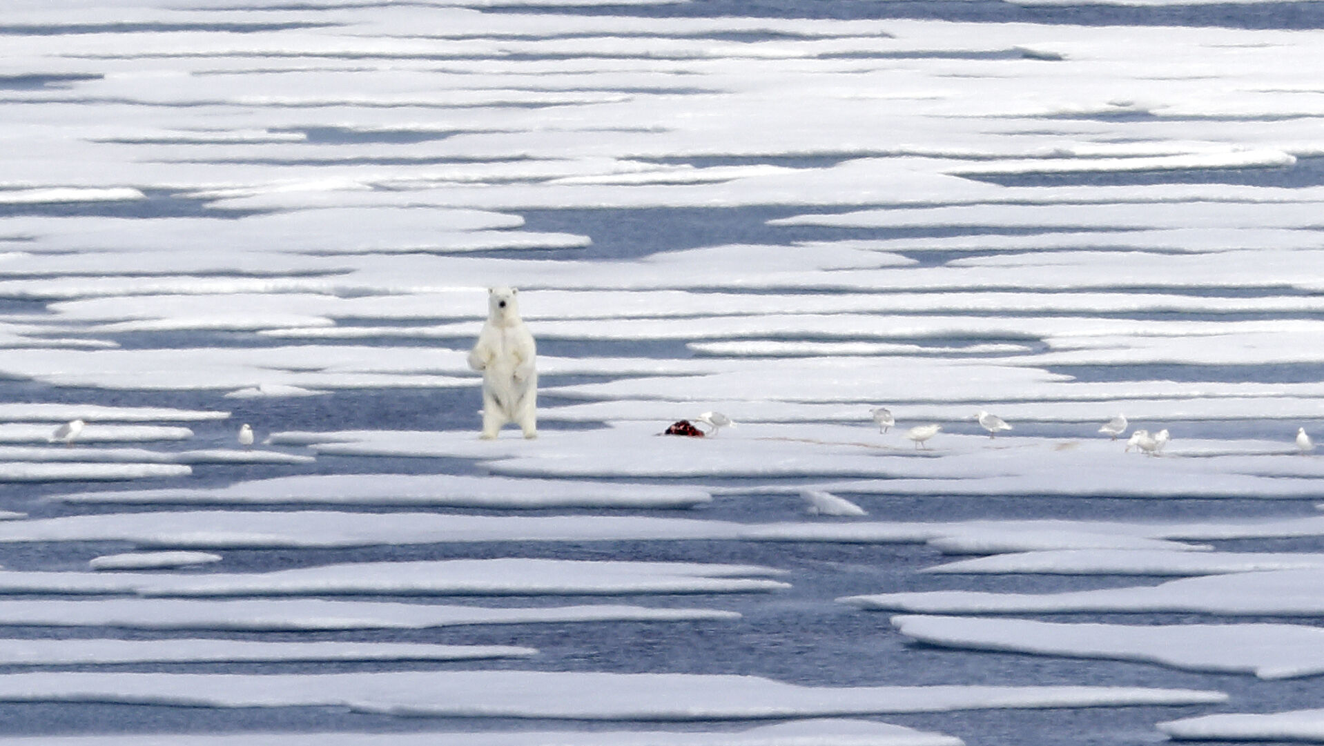 Arctic